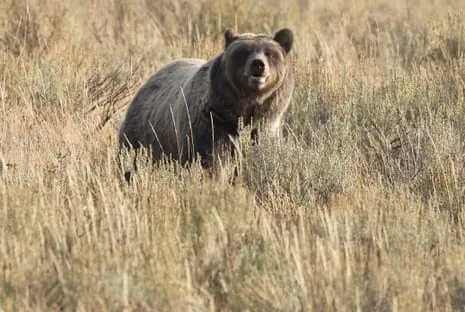 Backpacker Attacked by Grizzly in Yellowstone Air Lifted to Medical Facility