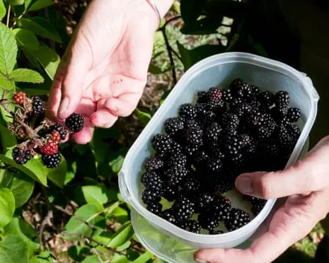 In Search Of: Tasty Baked Goods to Make Use Of a Surplus of Homemade Jam