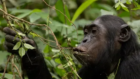 Chimpanzees Ingesting an Amount Equal of an Alcoholic Beverage Per Day from Fermented Fruits, Investigation Finds
