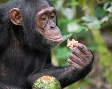 Chimpanzees Ingest Everyday Alcohol Comparable to a Lager from Fermented Figs